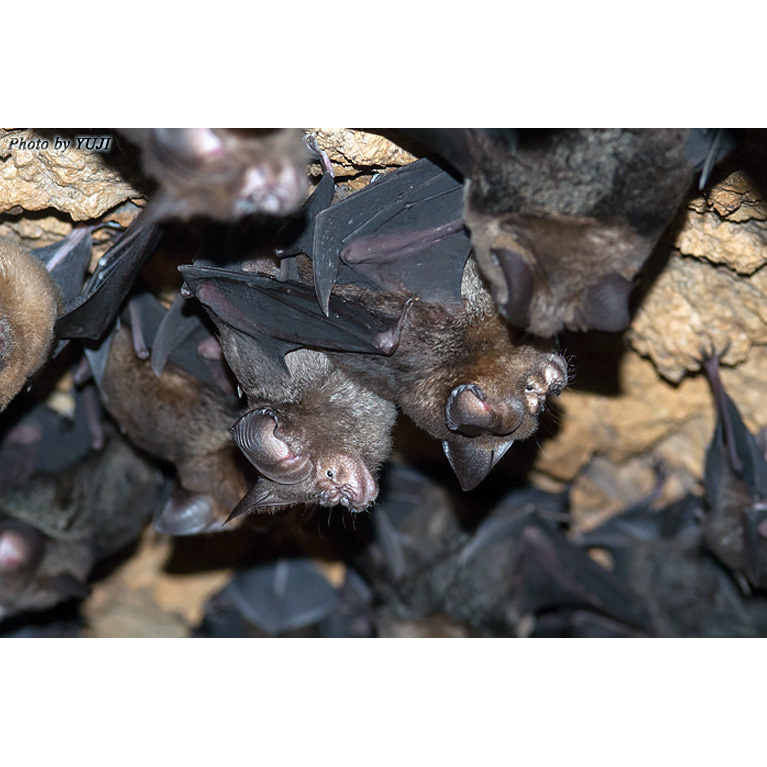 Рюкюйский листонос (Hipposideros turpis) Фото №4