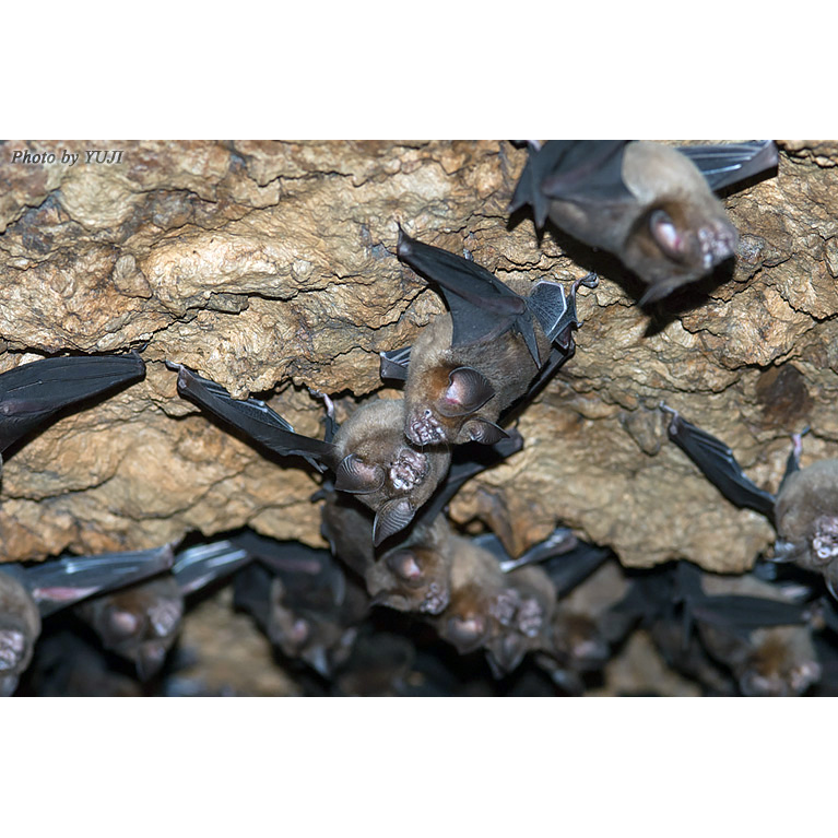 Рюкюйский листонос (Hipposideros turpis) Фото №5