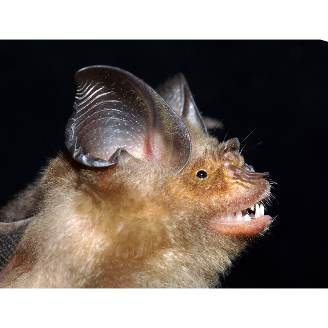 Рюкюйский листонос (Hipposideros turpis) Фото №6