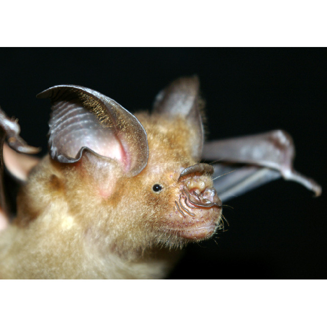 Рюкюйский листонос (Hipposideros turpis) Фото №9