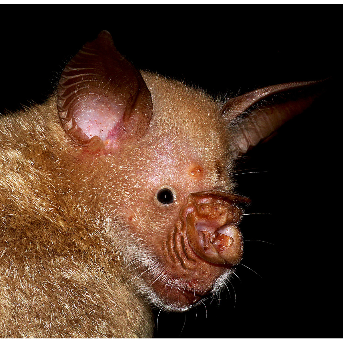 Striped Leaf Nosed Bat (Hipposideros vittatus) Фото №10