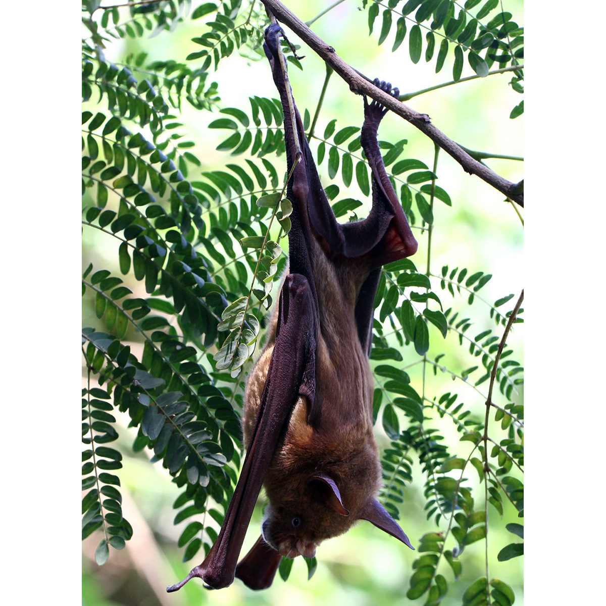 Striped Leaf Nosed Bat (Hipposideros vittatus) Фото №3