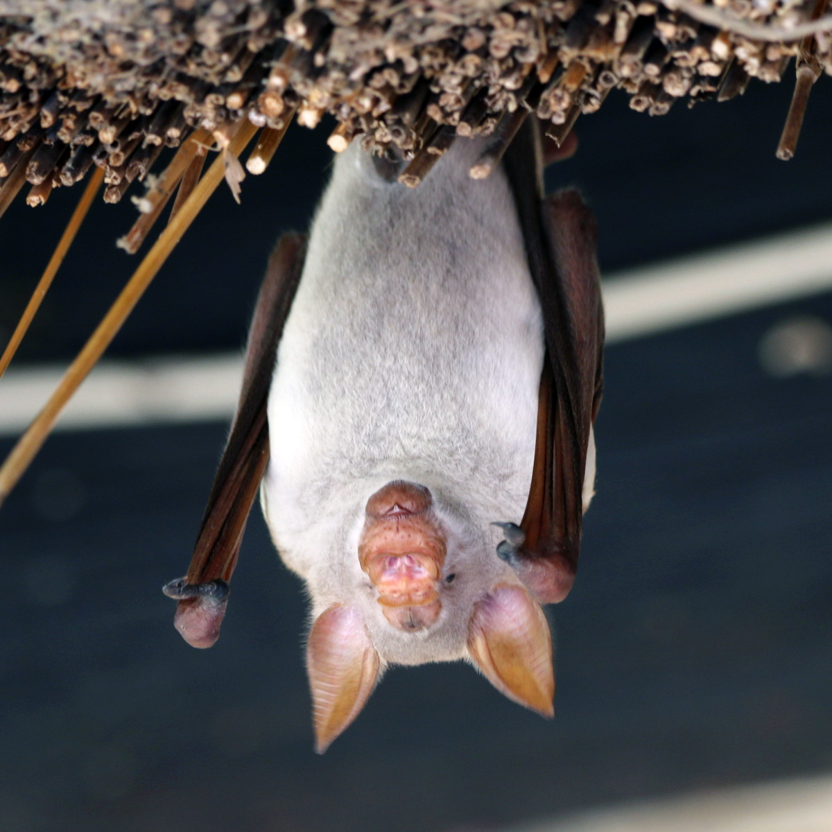 Striped Leaf Nosed Bat (Hipposideros vittatus) Фото №5