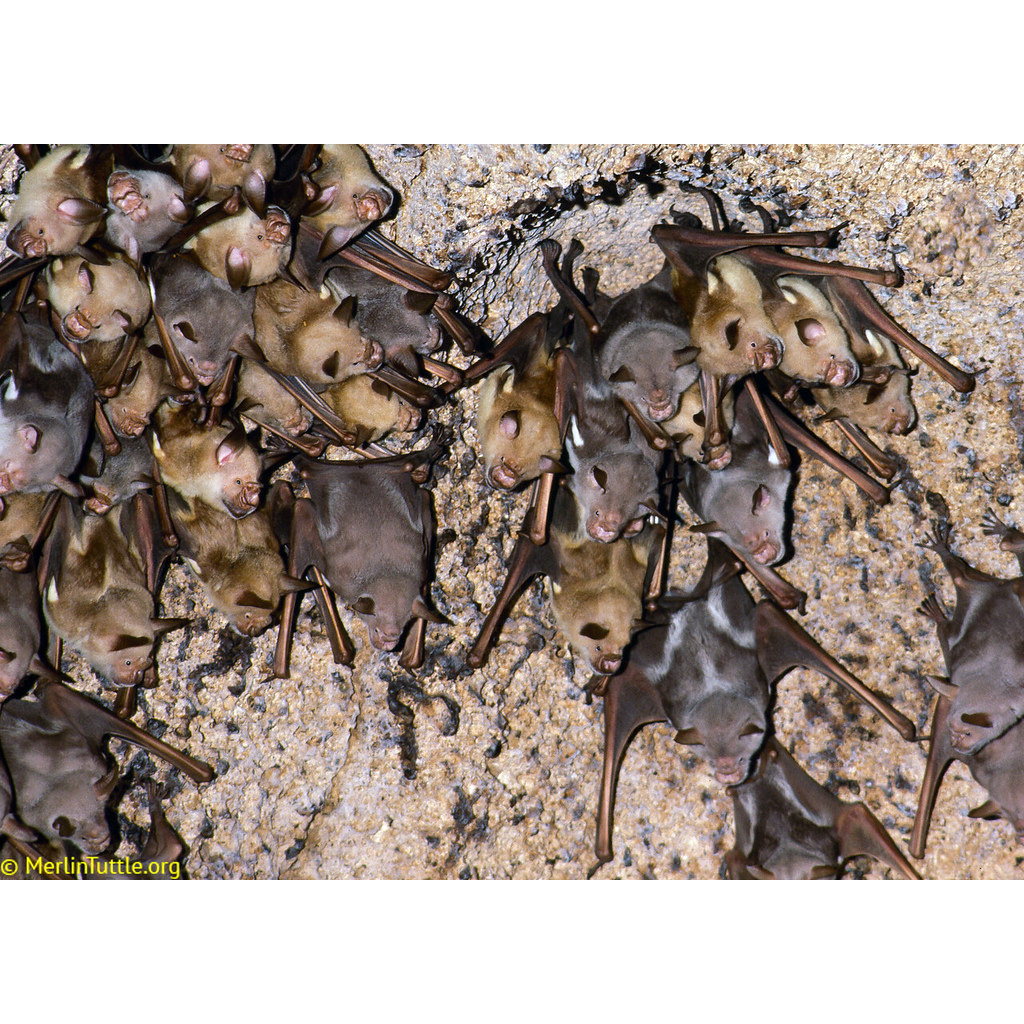 Striped Leaf Nosed Bat (Hipposideros vittatus) Фото №7