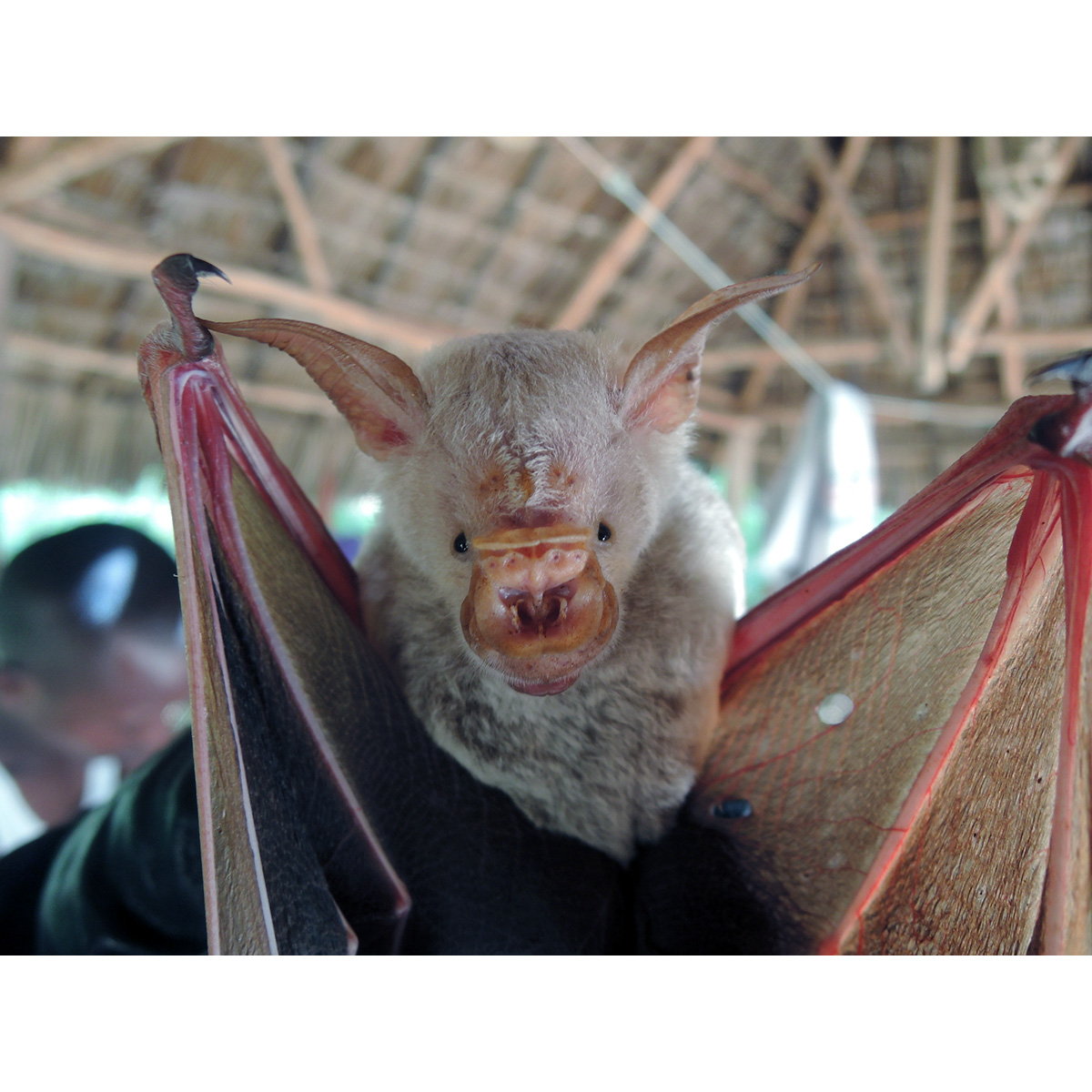 Striped Leaf Nosed Bat (Hipposideros vittatus) Фото №8