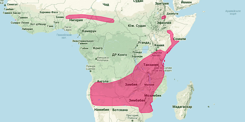 Striped Leaf Nosed Bat (Hipposideros vittatus) Ареал обитания на карте