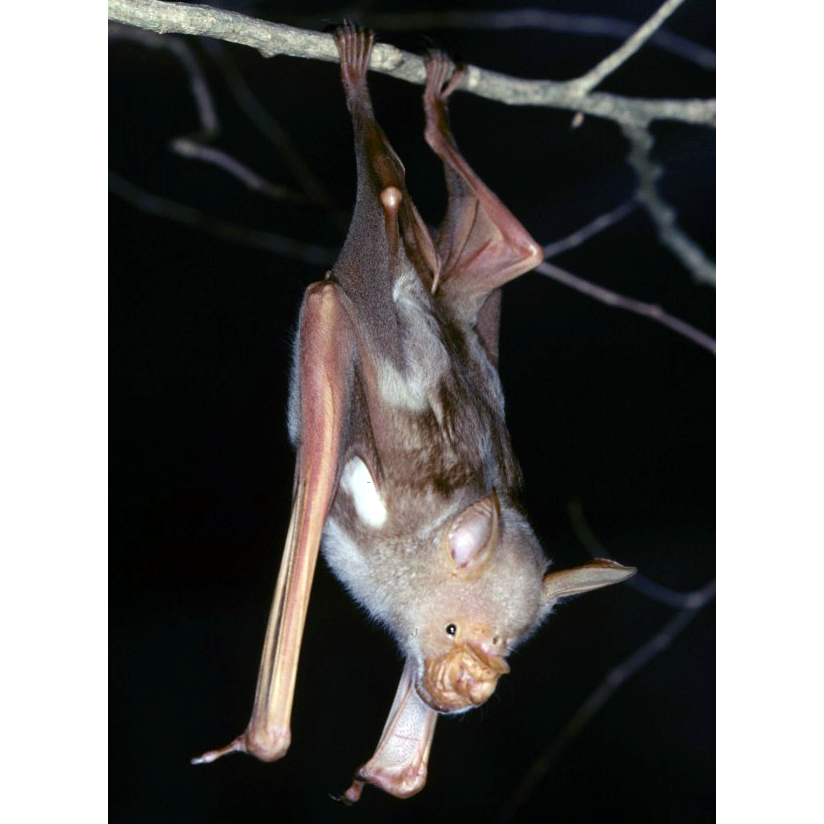 Striped Leaf Nosed Bat (Hipposideros vittatus) Фото №1