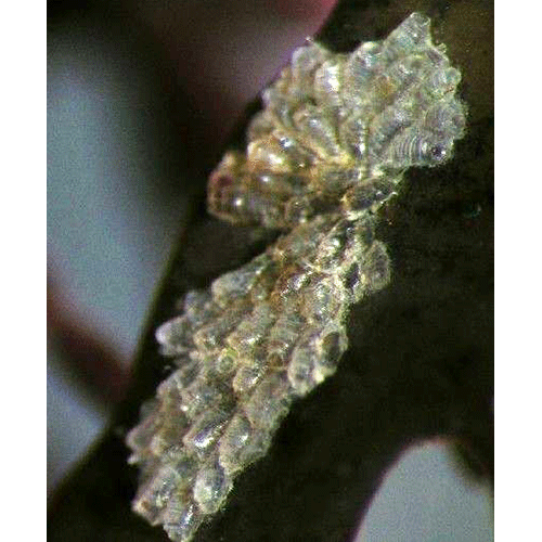 Семейство Hippothooidea фото