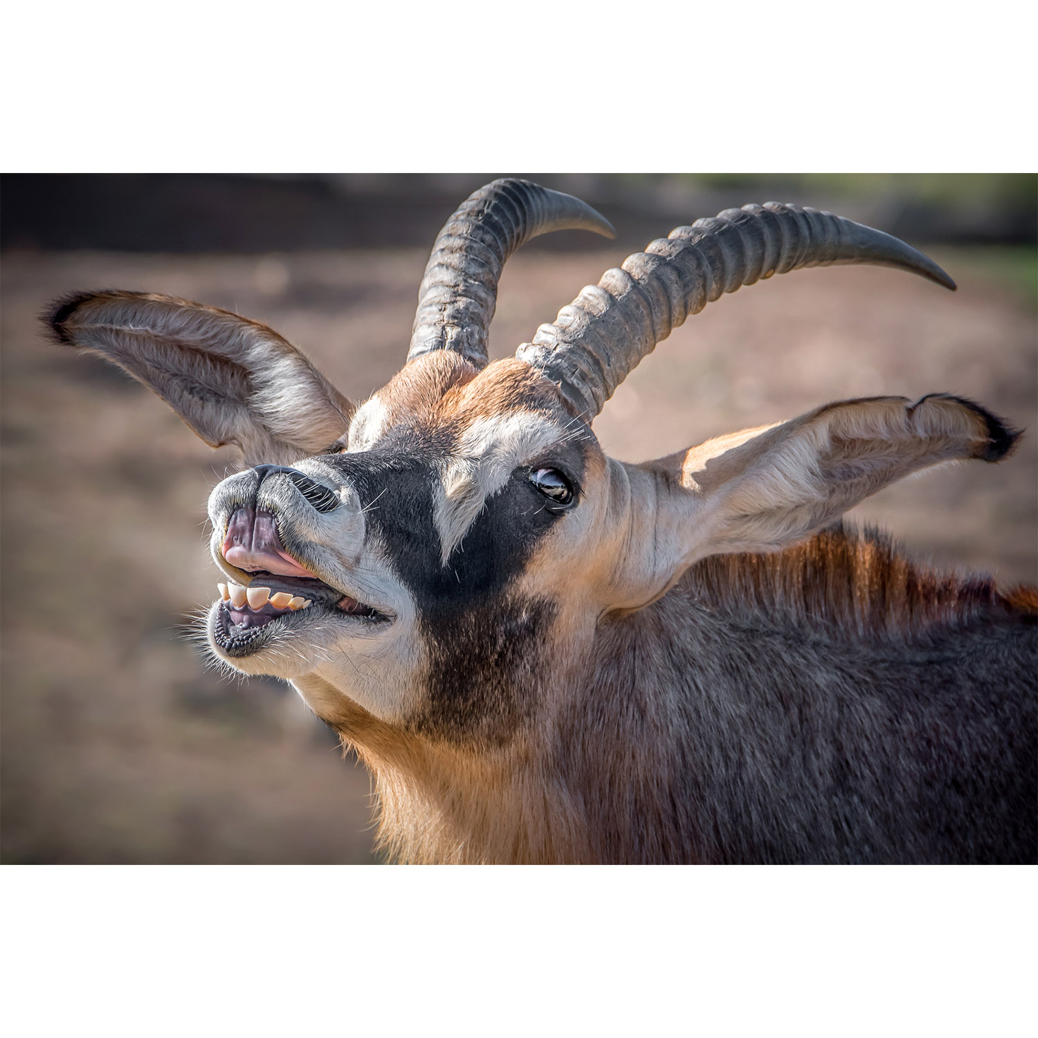 Hippotragus equinus Фото №10