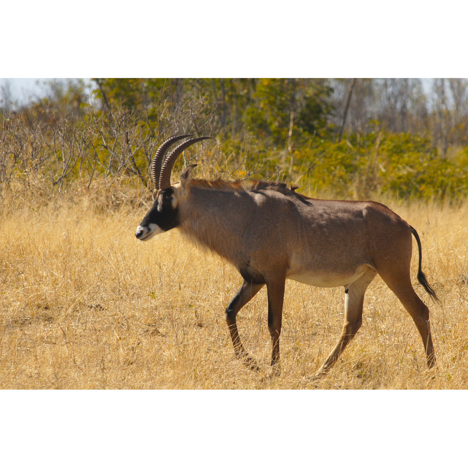 Hippotragus equinus Фото №2