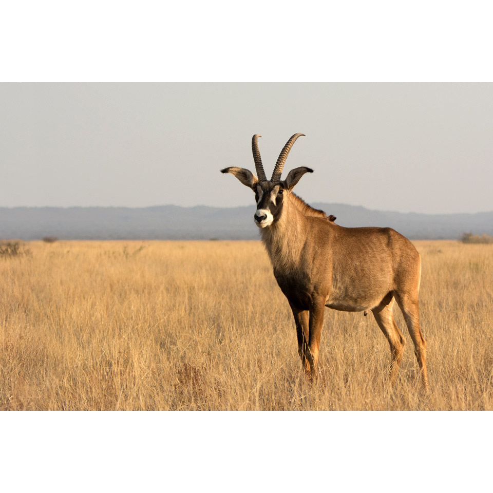 Hippotragus equinus Фото №3