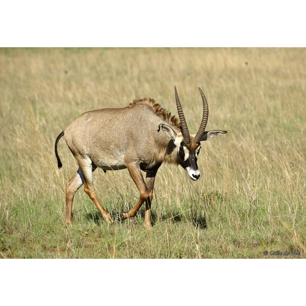 Hippotragus equinus Фото №4