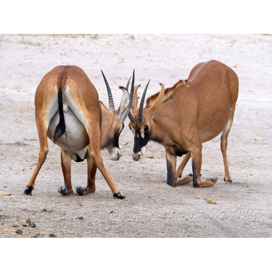 Hippotragus equinus Фото №5