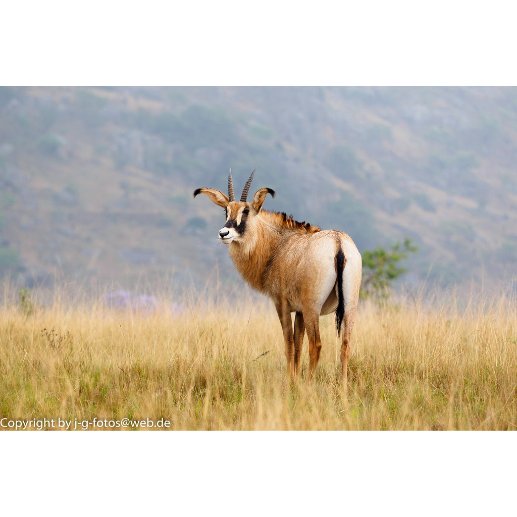 Hippotragus equinus Фото №6
