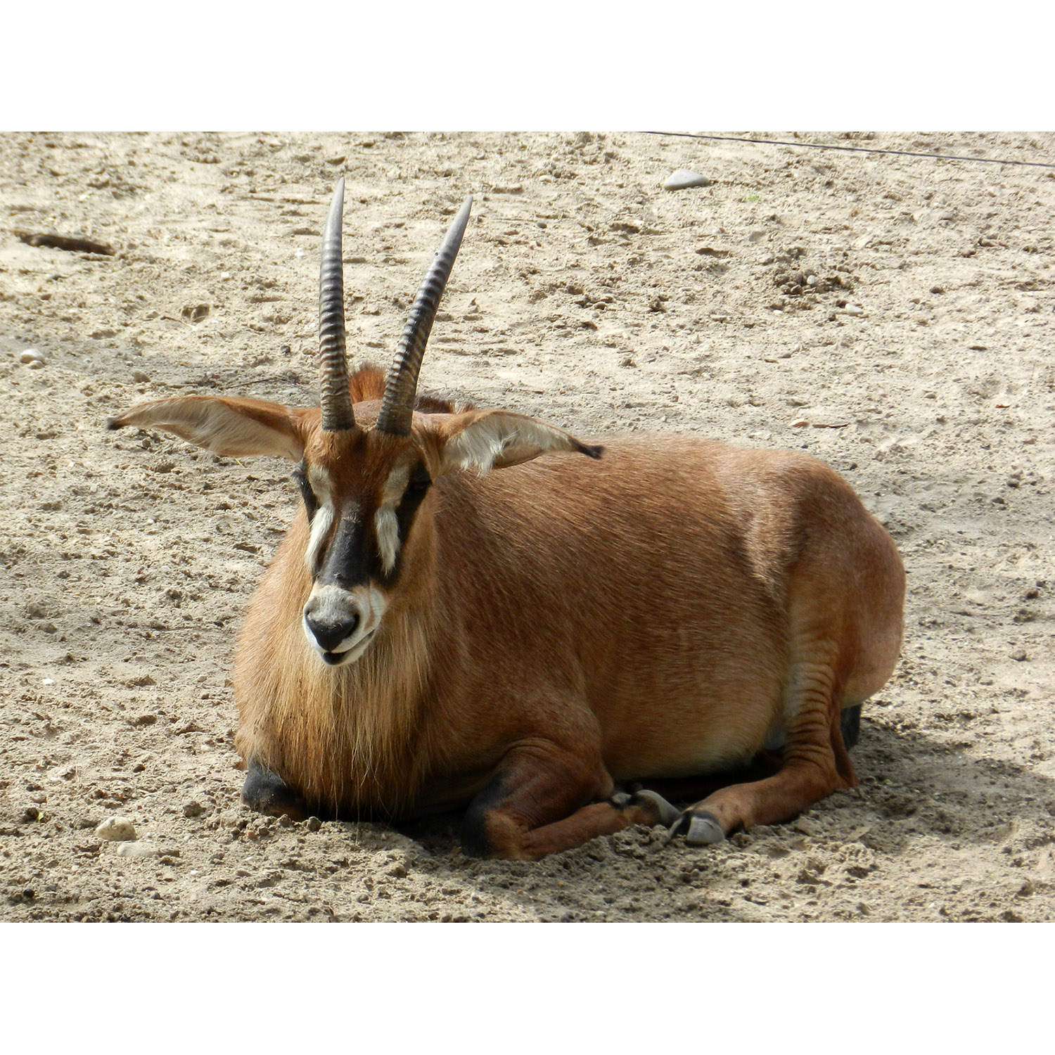 Hippotragus equinus Фото №7