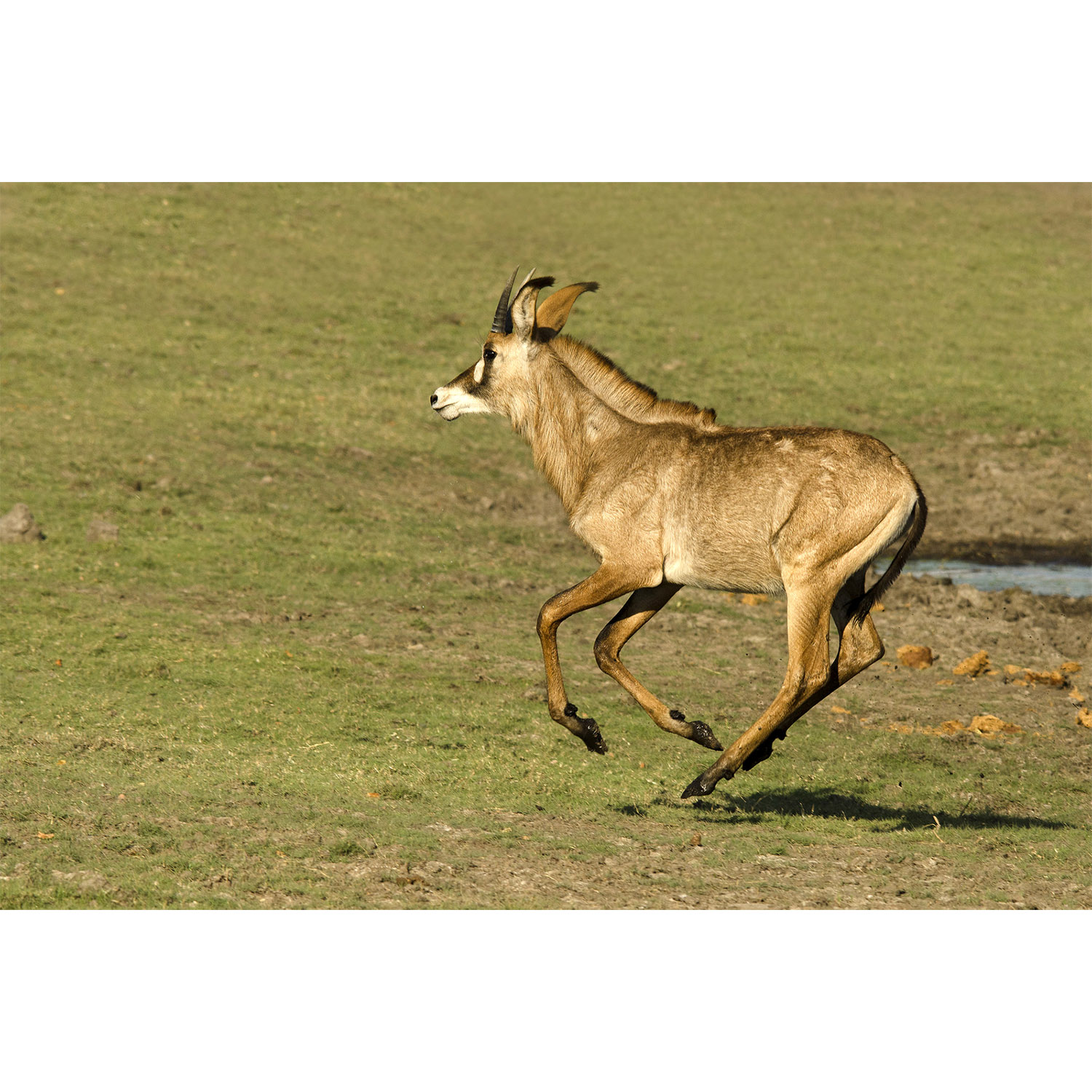 Hippotragus equinus Фото №9