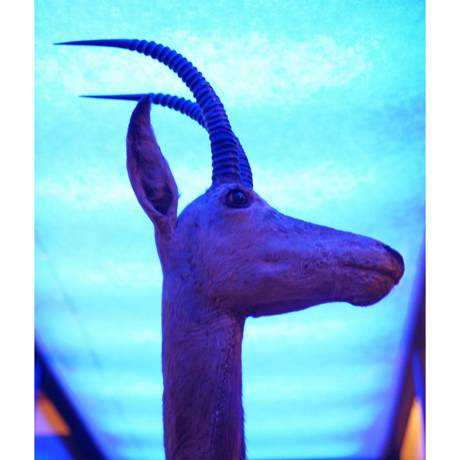 Hippotragus leucophaeus Фото №4