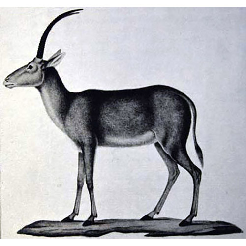 Hippotragus leucophaeus Фото №5