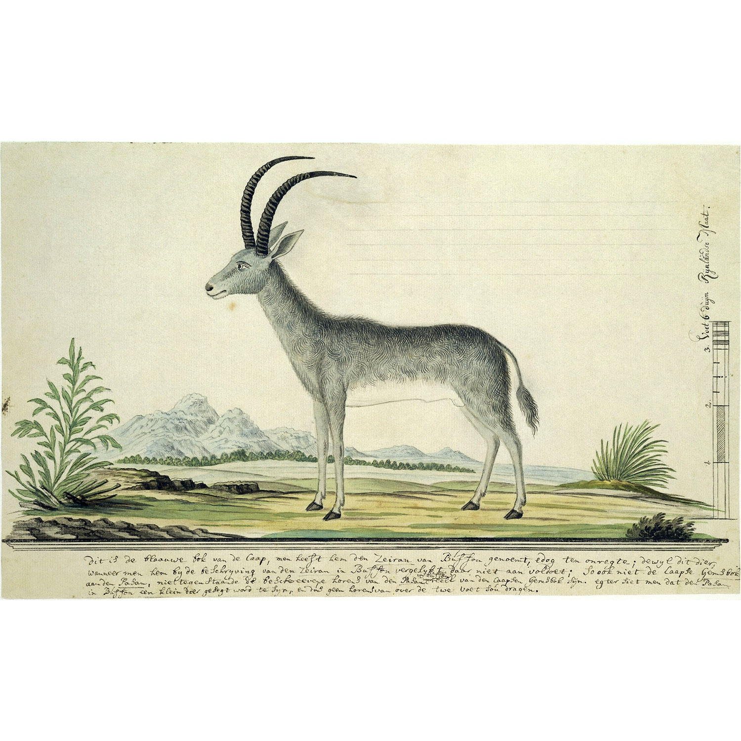 Hippotragus leucophaeus Фото №6