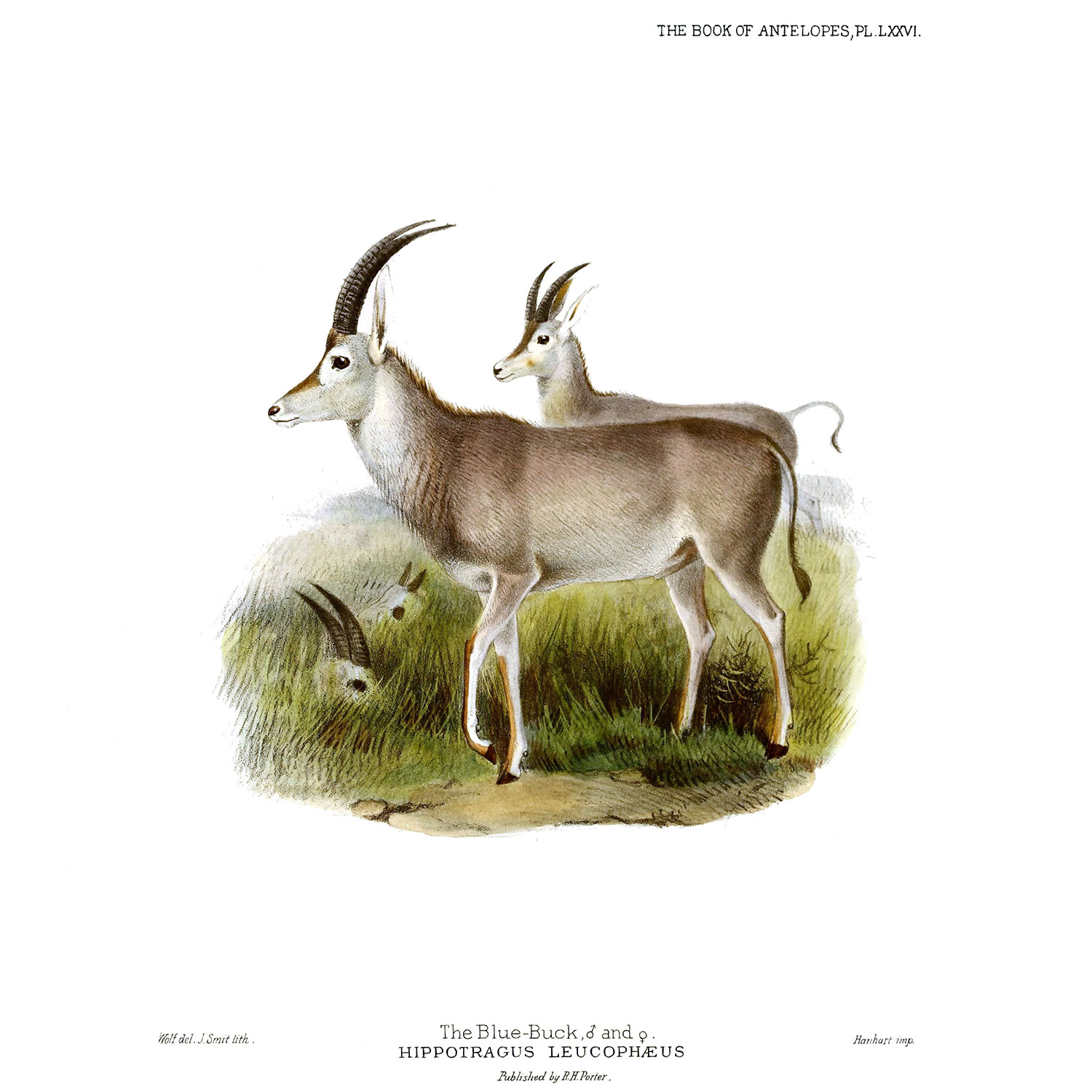 Hippotragus leucophaeus Фото №7