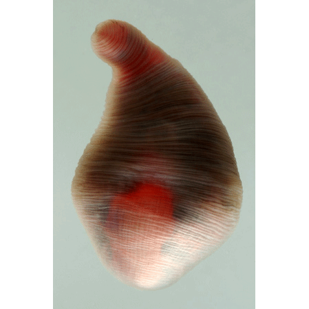 Семейство Hirudinellidae фото