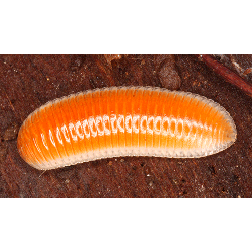Семейство Hirudisomatidae фото