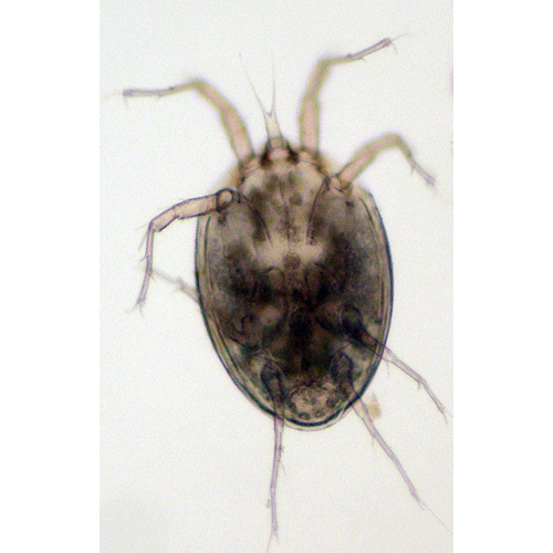 Семейство Histiostomatidae фото