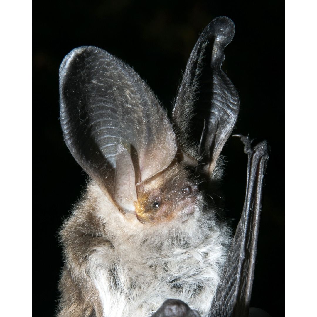 Длинноухий кожан (Histiotus macrotus) Фото №10