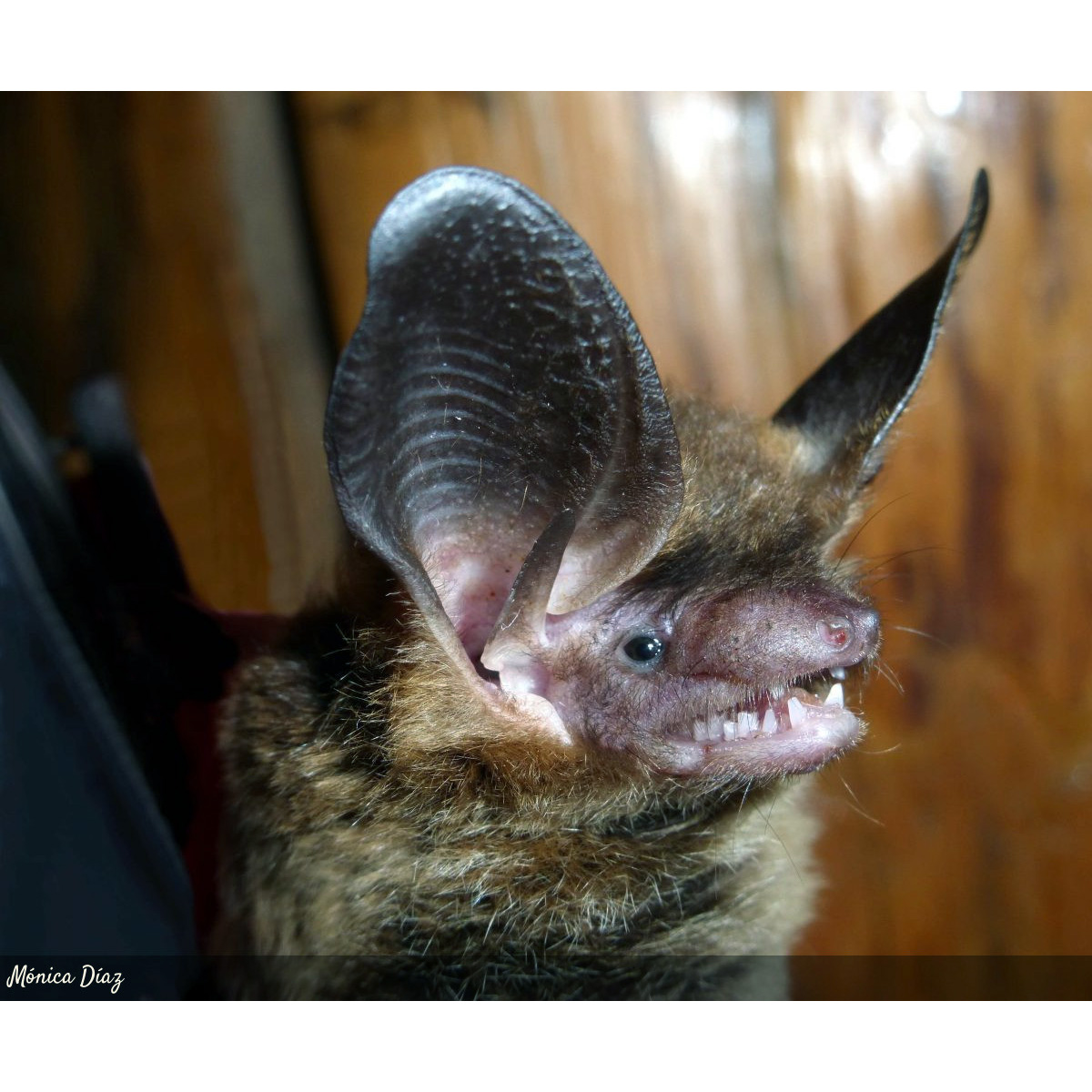 Southern Big Eared Brown Bat (Histiotus magellanicus) Фото №6
