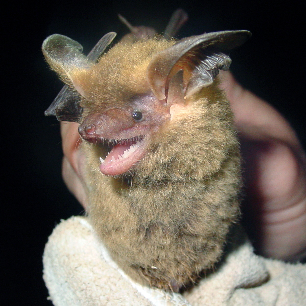 Southern Big Eared Brown Bat (Histiotus magellanicus) Фото №7