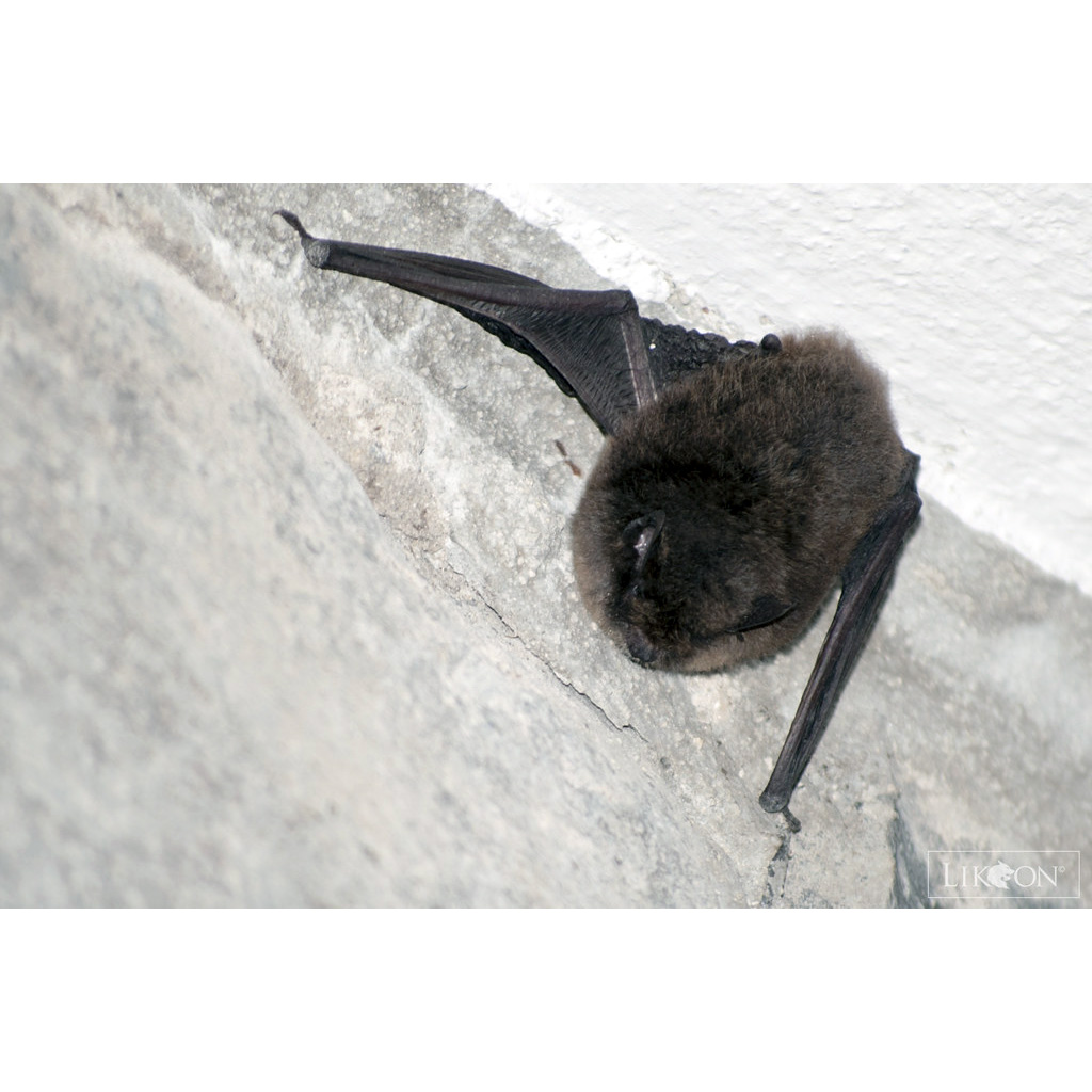 Горный длинноухий кожан (Histiotus montanus) Фото №3