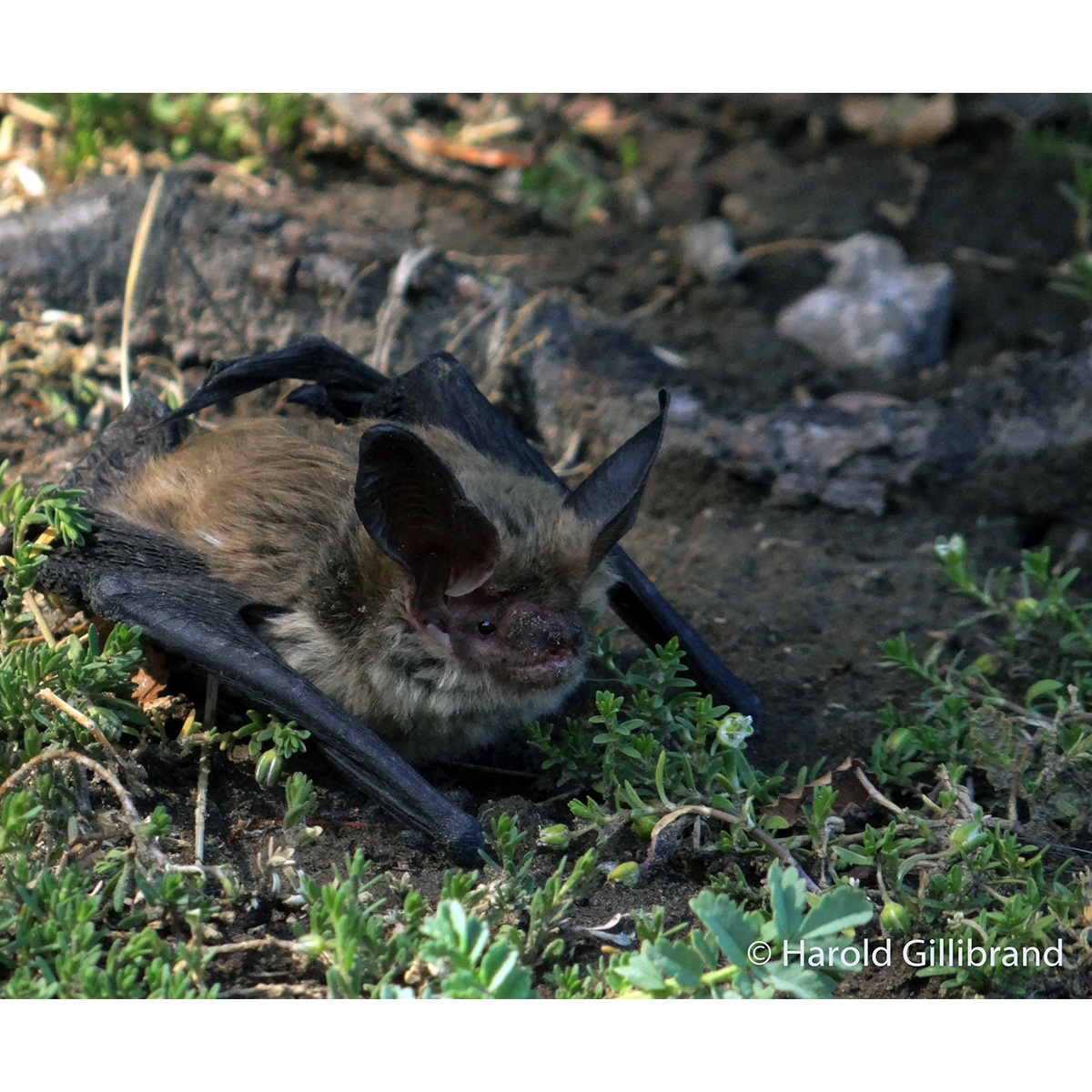 Горный длинноухий кожан (Histiotus montanus) Фото №7