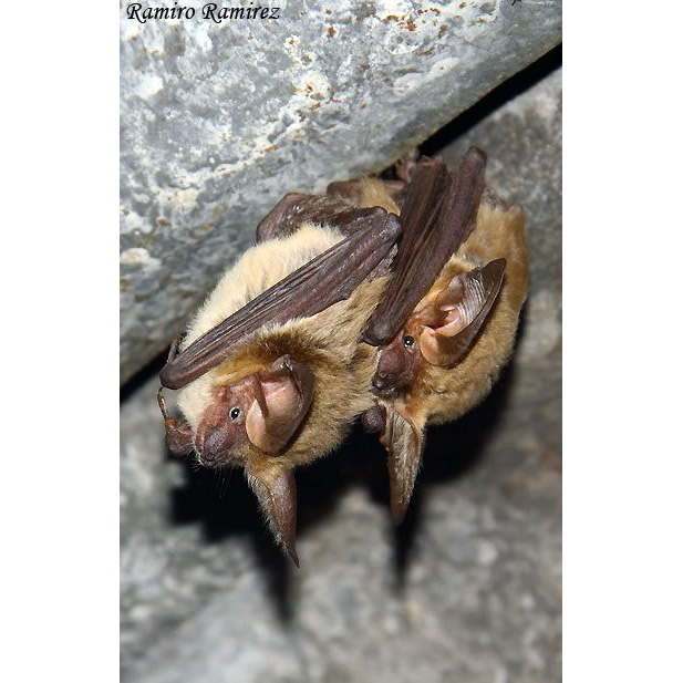 Горный длинноухий кожан (Histiotus montanus) Фото №8