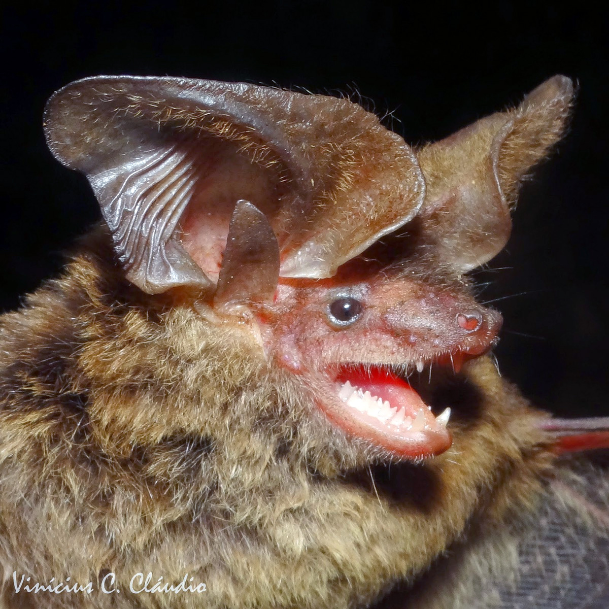 Кожан Жоффруа (Histiotus velatus) Фото №10