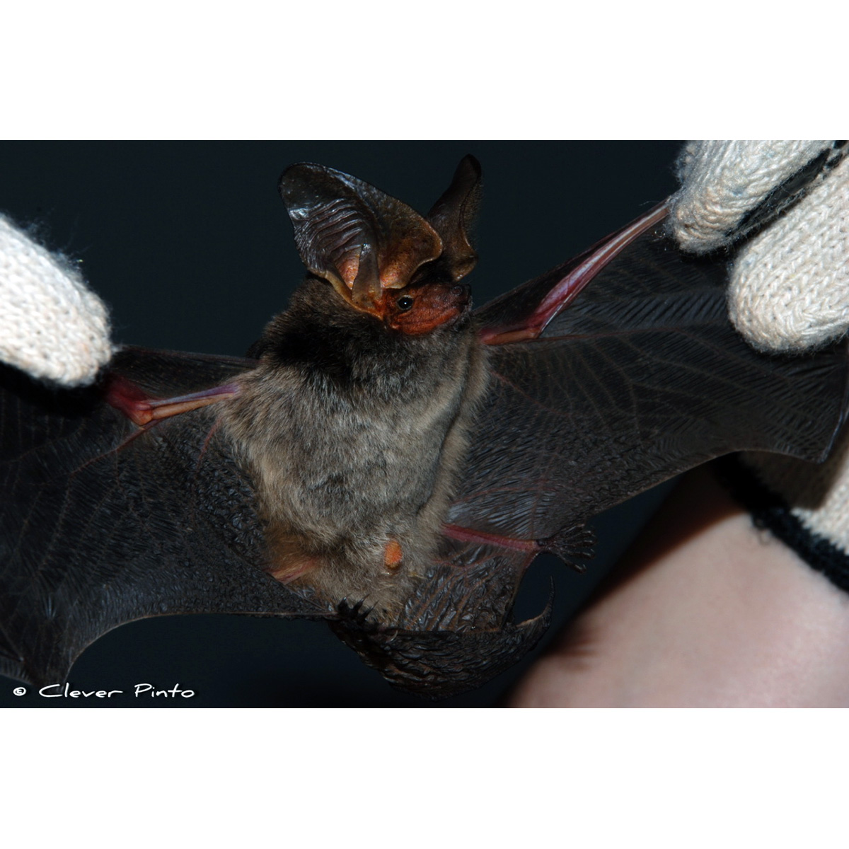 Кожан Жоффруа (Histiotus velatus) Фото №7