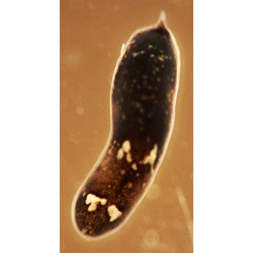 Семейство Hofsteniidae  фото