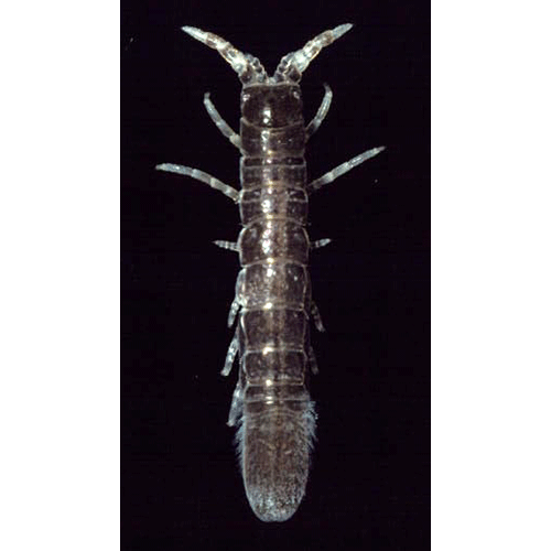 Семейство Holognathidae фото