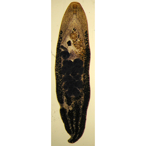 Семейство Homalometridae фото