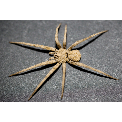 Семейство Homalonychidae фото