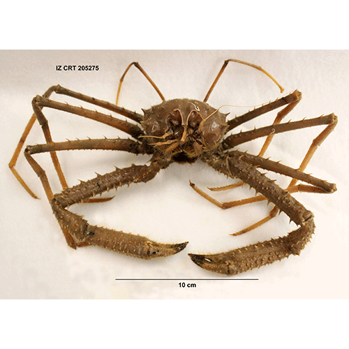 Семейство Homolodromioidea фото