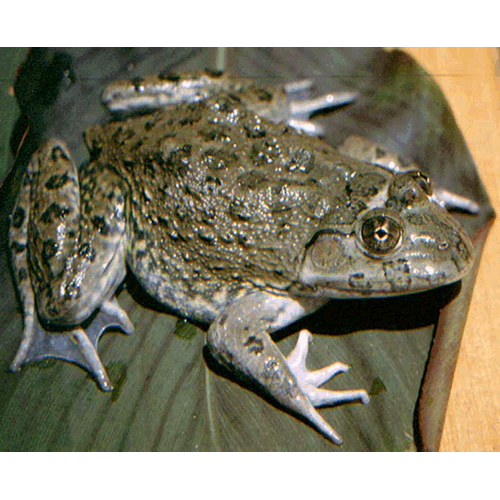  Род Hoplobatrachus  фото