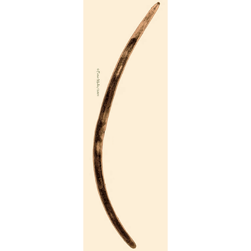 Семейство Hoplolaimidae  фото