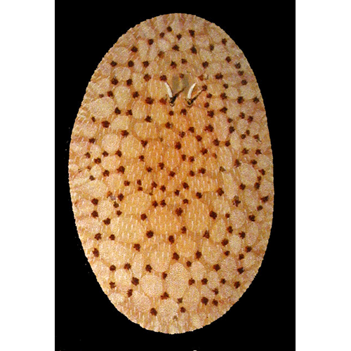 Семейство Hoploplanidae  фото
