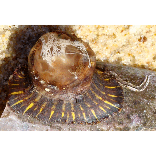 Семейство Hormathiidae  фото