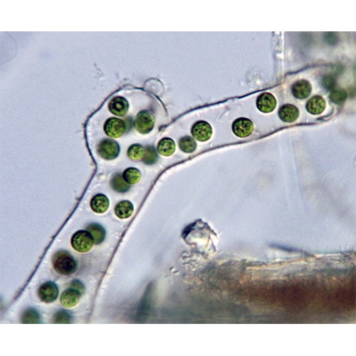 Семейство Hormotilaceae фото