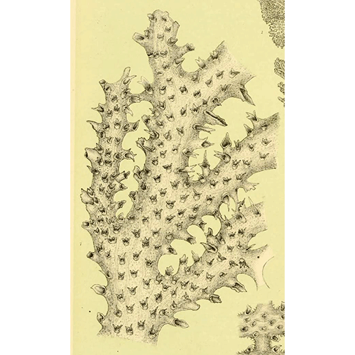 Семейство Horneridae фото