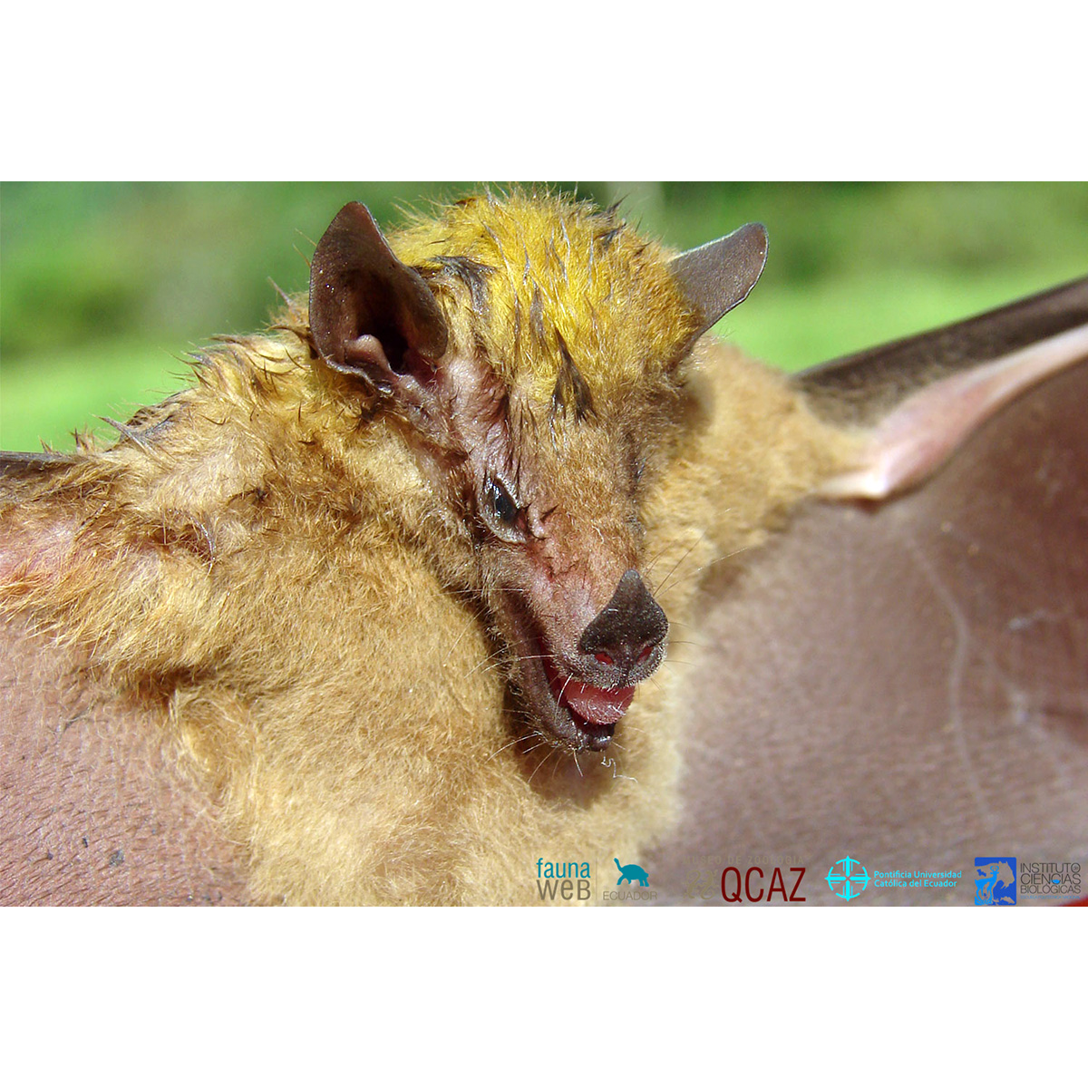 Копьенос Томаса (Hsunycteris thomasi) Фото №5