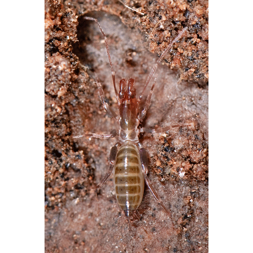 Семейство Hubbardioidea фото