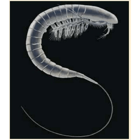 Семейство Hutchinsoniellidae фото