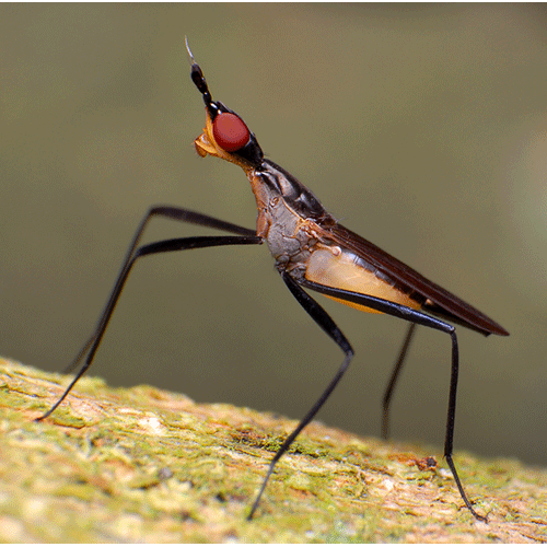 Семейство Huttoninidae фото